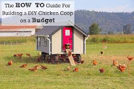 How To Build A Diy Chicken Coop On A Budget Fancy Chicken Coop Diy Chicken Coop Chickens Backyard