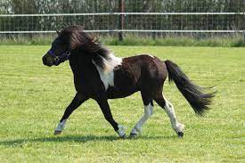 The shetland pony is a scottish breed of pony originating in the shetland isles in the north of scotland. Shetland Pony Horse Breed Profile