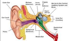 When You Hear Clicking Sounds In Ear Tinnitus