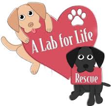 Puppies for adoption are regularly added to dogsblog.com. Adoptable Labs A Lab For Life
