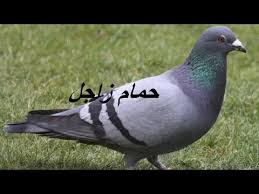 Check spelling or type a new query. Ø£Ù„ÙŠØ³ ØºÙ†ÙŠ Ù…Ø²Ø¬ Ø³Ø¹Ø± Ø§Ù„Ø­Ù…Ø§Ù… Roundthecornermovers Org