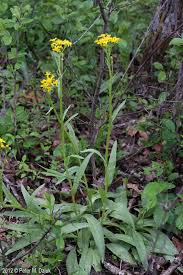 Image result for Senecio ruwenzoriensis