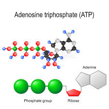A) atp ist energiereicher als die verwandten verbindungen adp und amp. Adenosintriphosphat Atp Strukturformel Vektor Abbildung Illustration Von Metabolismus Biochemie 80401526