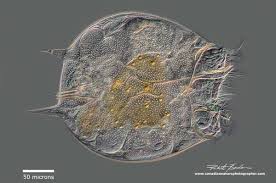 Image result for Eragrostis rotifer