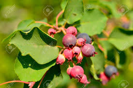 Sonstige früchte gibt es bei baumschule horstmann, dem pflanzenversender in deutschland. Saskatoon Berry Kostliches Strauch Lizenzfreie Fotos Bilder Und Stock Fotografie Image 21796982