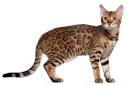 Top 10 Most Dangerous Cat Breeds to Own -- Most Expensive ...