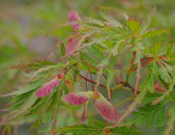 Order now for fall or spring. Japanese Maple Seeds Mendocino Maples Nursery