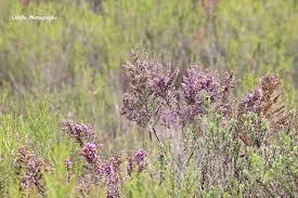 Image result for Disa stairsii