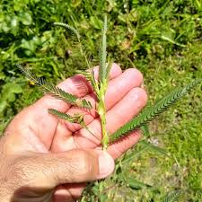 Image result for Aeschynomene inyangensis