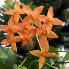 Maybe you would like to learn more about one of these? Chethi Orange Jungle Geranium Farmseller