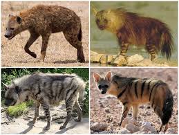 Animals (herbivores, carnivores, omnivores and scavengers). African Hyena Incredibly Social And Complex