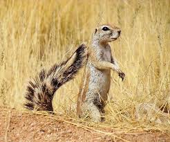 Mountain ground squirrel (Xerus princeps) - JungleDragon