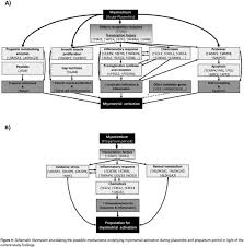 Check spelling or type a new query. Transcriptomic Analysis Reveals The Key Regulators And Molecular Mechanisms Underlying Myometrial Activation During Equine Placentitis Document Gale Onefile Health And Medicine