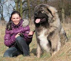 Caucasian Mountain Dogs Puppy For Sale For Sale Adoption In Malaysia Caucasian Mountain Dog Russian Bear Dog Bear Dog