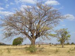 Image result for Decorsea schlechteri