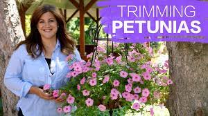 Trimming Petunias Garden Answer Petunias Wave Petunias Care Wave Petunias