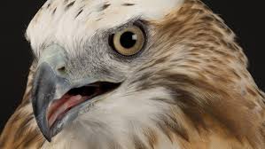 Перевод слова hawks, американское и британское произношение, транскрипция, словосочетания, однокоренные слова, примеры использования. Red Tailed Hawk