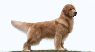Maybe you would like to learn more about one of these? Chestnut Golden Retrievers Golden Retrievers New York