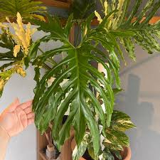 Image result for Thaumatophyllum bipinnatifidum