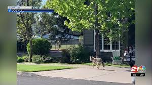 Choose from 364 different sets of flashcards about fence sitting on on quizlet. Daytime Coyote Sighting In Sw Bend Neighborhood Prompts Report Odfw Has Tips To Protect Pets Ktvz