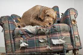 Ihr hund schläft gerne auf dem sofa? Dominanz Von Hunden Der Feind Auf Meinem Sofa Hundeerziehung Online