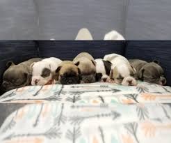 Wisconsin french bulldog rescue groups. View Ad French Bulldog Litter Of Puppies For Sale Near Wisconsin Oshkosh Usa Adn 165581