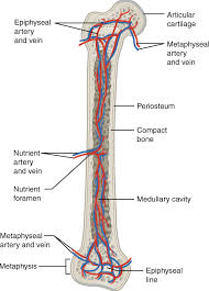 Edraw is a new uml diagram and software diagram drawing tool. Unit 12 The Skeletal System Douglas College Human Anatomy Physiology I 2nd Ed