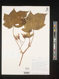 Image result for Begonia oxyloba