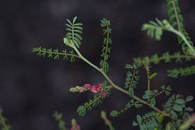 Image result for Indigofera heterotricha