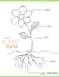 The pdf can be downloaded for printing out to color, or can be opened in. Drawing For Kids Plants Novocom Top