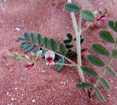 Image result for Indigofera podocarpa