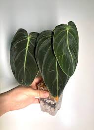 Philodendron Melanochrysum Black Gold Aroid Plant In 2020 Plants Philodendron Planting Flowers