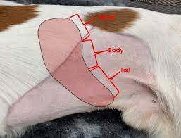 No matter which choice i made, my dog would not survive long. Ultrasonography Of The Spleen Imv Imaging