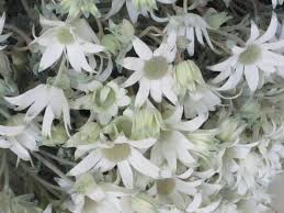 We did not find results for: The Waratahs Mirragon Australian Native Flower Growers Facebook