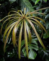 Image result for Barringtonia