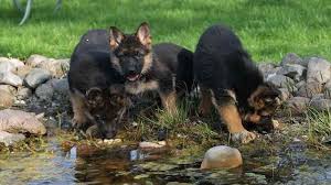 A239155, my name is missy. Free German Shepherd Puppies In Az