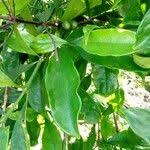 Image result for Colletoecema tortistilum