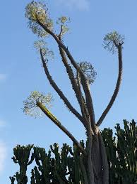 Image result for Alluaudia procera