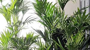 Die Kentia Palme Oder Howea Ist Eine Der Beliebtesten Zimmerpflanzen Tipps Zu Pflege Standort Und Dungen D Kentia Palme Zimmerpflanzen Pflegeleichte Pflanzen