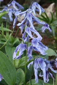 Image result for Clematis villosa
