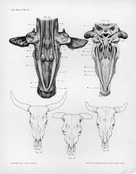 animals おしゃれまとめの人気アイデア pinterest ed kopka jr 動物 生き物 牛