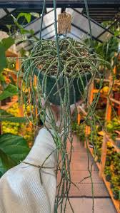 Image result for Cynanchum