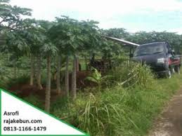 Cari penawaran terbaik untuk tanah murah bogor. Jual Tanah Kebun Di Magelang Rajakebun Com