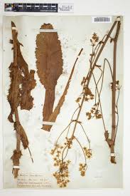 Image result for Alepidea amatymbica