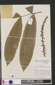 Image result for Malaxis weberbaueriana