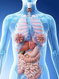 Together they comprise the female reproductive system. Human Body Model Showing Female Anatomy With Internal Organs Digital 3d Render Illustration Biology Intestinal Stock Photo 308617380