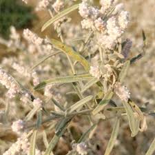 Image result for Crotalaria bernieri