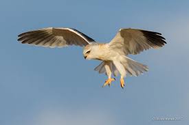 Peneireiro Cinzento Black Winged Kite Elanus Caeruleus Black Wings Kite Wings