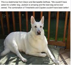 Simple and effective ways to make your german shepherd happy, healthy, and obedient. White German Shepherd Dogs Puppies Polarbear