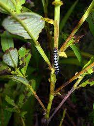 Image result for Crotalaria torrei